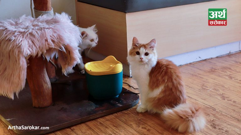 नेपालको पहिलो क्याट क्याफेः जहाँ तनाव घट्छ, मन रमाउँछ (तस्विरहरु)