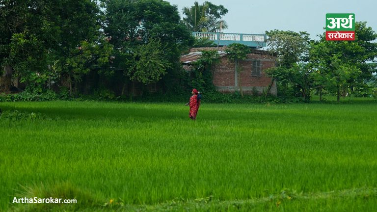 धान गोड्न व्यस्त जहदाका किसान… (तस्विरहरु)